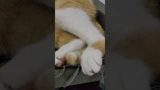 Sleeping cat