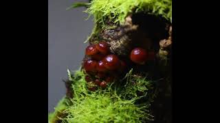 Как выращивать грибной бонсай? Чешу́йчатка съедо́бная🍄