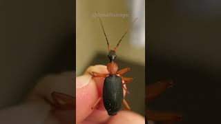 Bombardier Beetle | Don't ever come near me #shorts