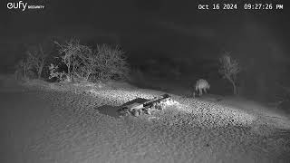 17 October 2024 spotted hyena