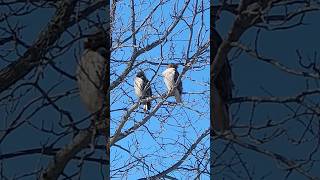 Beautiful beautiful creature 🤩 couple #backyard #hawk #wildlife #animal