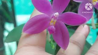 মই অৰ্কিডসমূহত কিয় Insecticide use নকৰো. #ankur_orchid #assamese_vlogs