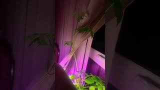 Tomato tree inside my home 8