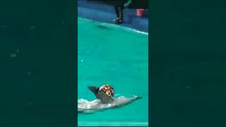 lumba-lumba bawa bola #dolphin #funny #lumbalumba