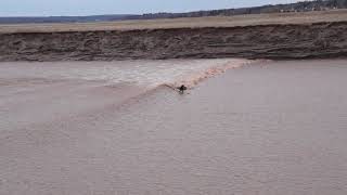 Tidal bore surfing @ Moncton NB, Canada. May 2, 2021.