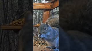 Gray Squirrel | #chipmunks_and_squirrels on #Twitch