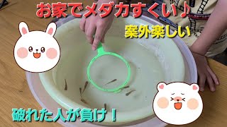 飼っているメダカでメダカすくいをしたら結構面白かった。