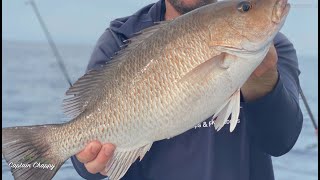 Monster mangrove snapper, underwater goliath grouper and sharks!