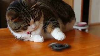 Cat Playing Fidget Spinner