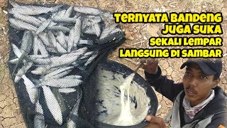 DI JAMIN GACOR..!! Plung Nyut pakai Umpan putih untuk mancing ikan belanak dan bandeng