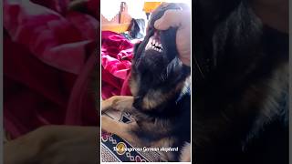 Aggressive German shepherd dog angry moment #trending #youtubeshorts #dogs