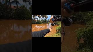 Mancing ikang baung| Kuning #janganlupa+Like #videoshortzoom #Subscribe*kawanbarunah