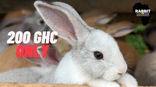 Start a Rabbit Farm Today for Only 200 GHC / 18 USD