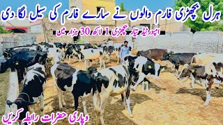 Haral Dairy Farm|| Imported And Cross Heifers For Sale In Punjab Today ||Australian Fresian Heifers