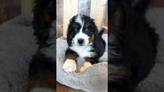 BIG yawn from Venti 🤩🐾 #minibernedoodle #bernedoodle #bernedoodlepuppy #puppy #dog