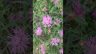 PINK WILD FLOWERS