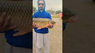 Chanab River🎣🐟Catch big china fish😱🐟گلفام مچھلی دریاۓ چناب کا شکار🐟 #fishing#hook#shikari#pakistan