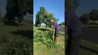 #shorts #viral #trees #diy  Cutting tree branches ready to dispose