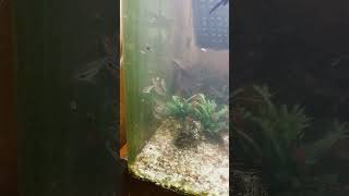 My Pygmy Corydoras out  and about