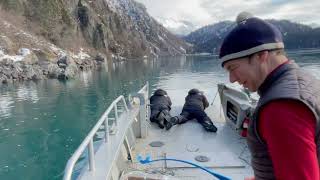 Bald Eagles of Homer.Alaska