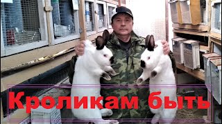 КРОЛЬЧАТА В ПУХУ ЗНАЧИТ КРОЛИКАМ БЫТЬ разведение и выращивание кроликов