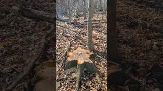 LOGGING THE LARGEST TREES TO BENEFIT YOUR WOODS