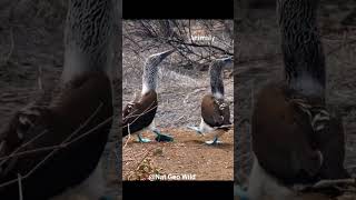 Blue footed booby a unique bird.#birds #shorts