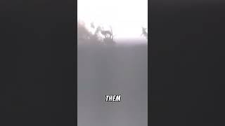 During the storm - Hurricane Ian - video 22 #shorts