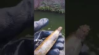 WOW LOOKS LIKE DUMMY AMMO! #shorts #magnetfishing #shortsvideo #shortvideo