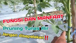 Cara Pemangkasan Tunas  Tanaman Tomat Agar Berbuah Maksimal