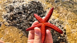 Поехали на море. Поймал морскую звезду