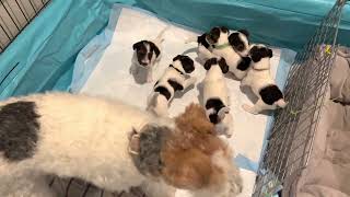 The Pups are 3 Weeks and Getting Rowdy! Utah Wire Fox Terriers