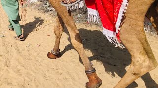 The sound of camel's feet