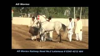 Top Level Horse Dance 2018 | Ghora Dance 2018 | Dance of Horse | Neza Bazi 2018 | Tent Pegging 2018