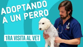 Qué Esperar en la Primera Visita al Veterinario Después de Adoptar un Perro