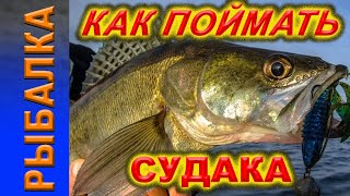 Как поймать судака.  Судак, Троллинг судака.  Рыбалка