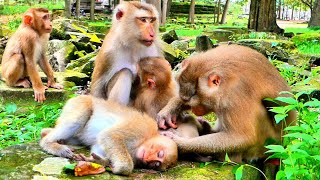 Ooh..!! Baby Jovi is really sad after Rainbow interrupts her Breastfeeding, Nice LEO grooming Joyce