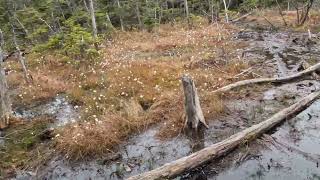 Santanoni Range Couchsachraga bog