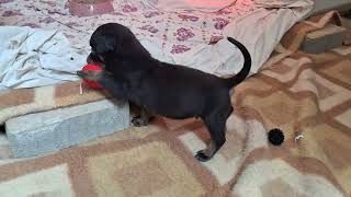 3 week old Rottweiler puppy