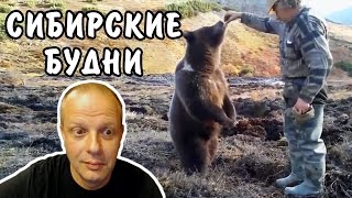 Сибирские будни - Мужики кормят медведя - Американский профессор