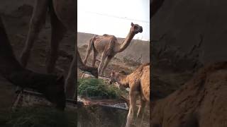 Amazing camels vlogs#animals #youtubevideos #shorts