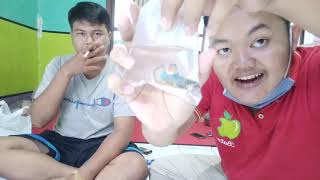 Unboxing cupang Female Plakat Yellow Fancy || Murah Berkualitas