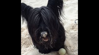 Freddie the Skye Terrier