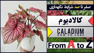 ⛔ نکات مهم نگهداری 🌷 [ گیاه کالادیوم ] 🌷 نکات #باغبانی و #کشاورزی