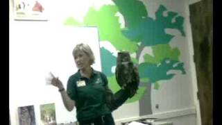 A Great Horned Owl