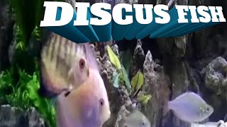 DISCUS FISH #SHORTS