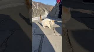 Gato 🐈 en La Gran Muralla China 🇨🇳 cat at the Great Wall