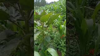 Tall and healthy tree tomato - Tamarillo plant in the middle of a corn farm - maize farm #shorts