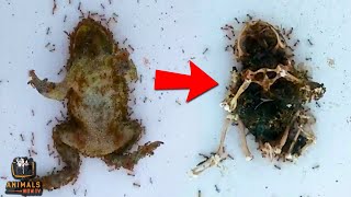 10 Onslaughts of Ants that Devoured an Animal