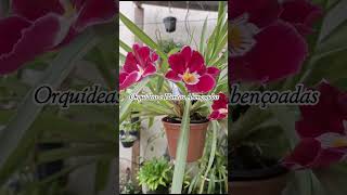 Miltonia colombiana 102023  #shortsviral